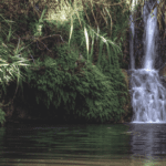 Common Signs Your Pond Needs Dredging