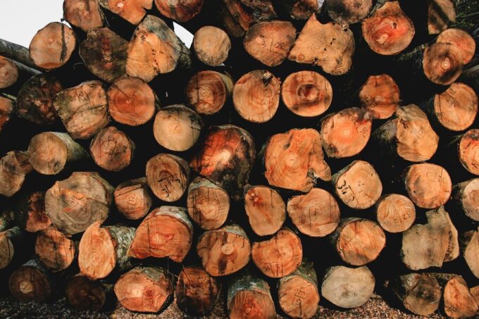 Meet the Certified Arborists at A Plus Tree