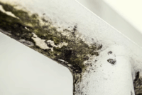 How to Get Rid of Common Household Pests