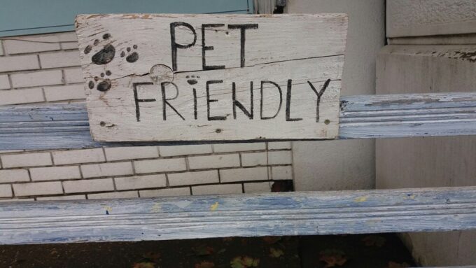 How to Make Your House More Pet Friendly