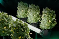 How to Choose the Right LED Grow Light for Your Indoor Garden How to Choose the Right LED Grow Light for Your Indoor Garden