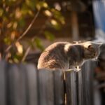 Top Tips for a Healthy and Beautiful Backyard