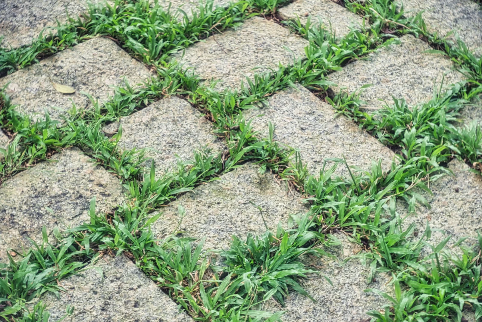 Transform Your Garden with Artificial Turf Austin Solutions