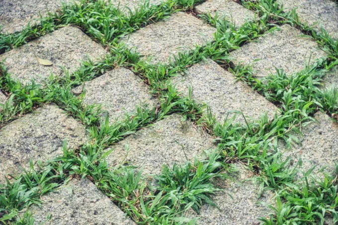 Transform Your Garden with Artificial Turf Austin Solutions