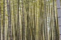 Are Organic Bamboo Sheets Worth the Investment?