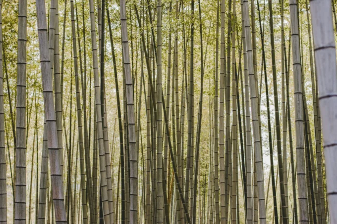 Are Organic Bamboo Sheets Worth the Investment?