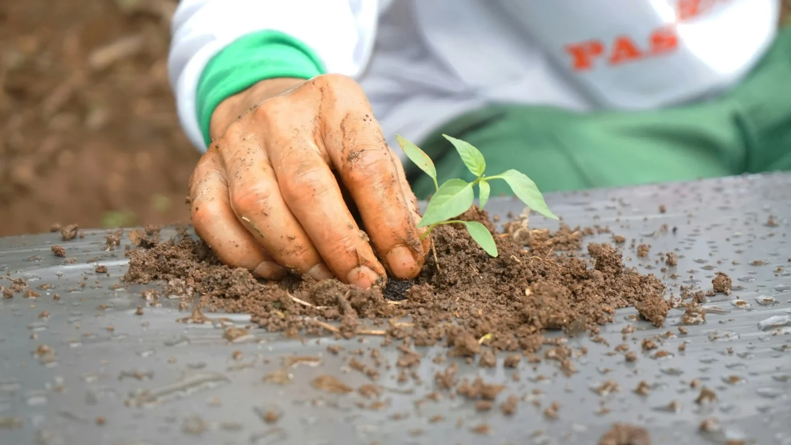 Signs That Indicate the Need for Soil Treatment in Homes