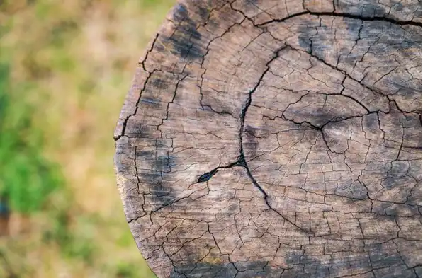 Why Removing Old Stumps Can Boost Your Property’s Value