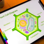 Linea Link Review: Fast Sketching From iPad to Mac Without the Clutter