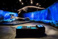 The mosasaur skeletons Max and Sam suspended above interactive touch tables in the blue underwater gallery at Dinosauria Museum Prague