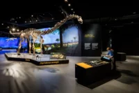 The Diplodocus carnegii skeleton Diana under a painted Jurassic backdrop, with a visitor at an interactive station at Dinosauria Museum Prague