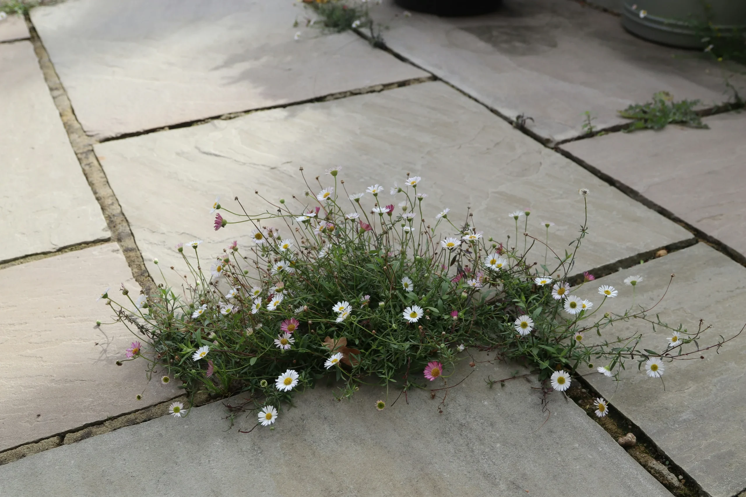 Flowering ground cover growing between flagstone patio joints