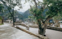 One of the two preserved trees standing over the stone terrace, village and mountains beyond