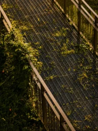Steel grating walkway with railings overgrown by climbing plants seen from above