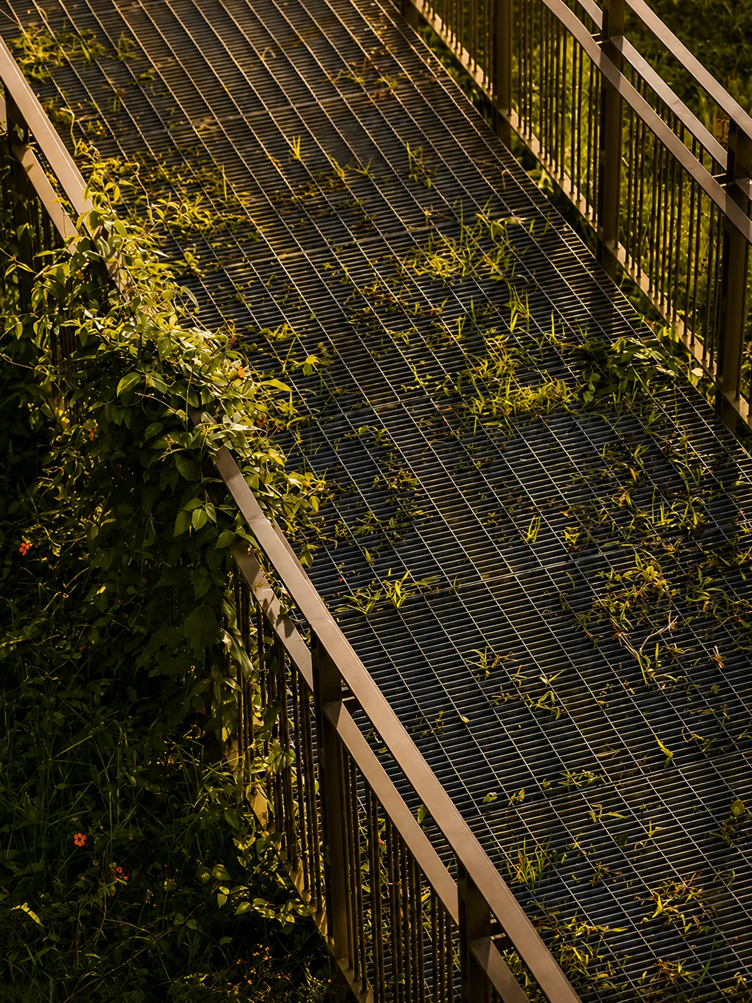 Steel grating walkway with railings overgrown by climbing plants seen from above