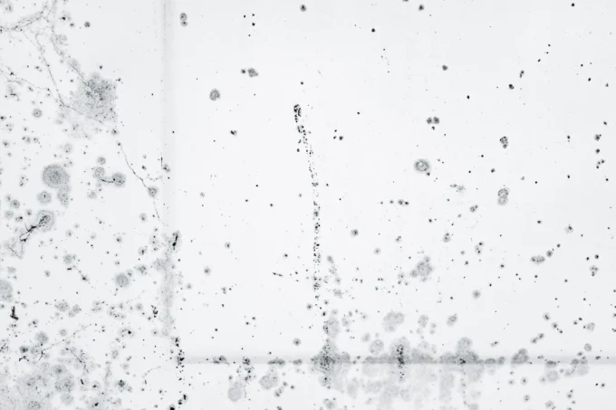 Black Mold in Architecture: A Silent Threat to Structural Integrity and Health