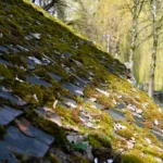 Signs It’s Time to Call in the Professionals for Your Roof