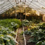 6 Expert Tips for Growing a Productive Homestead Garden