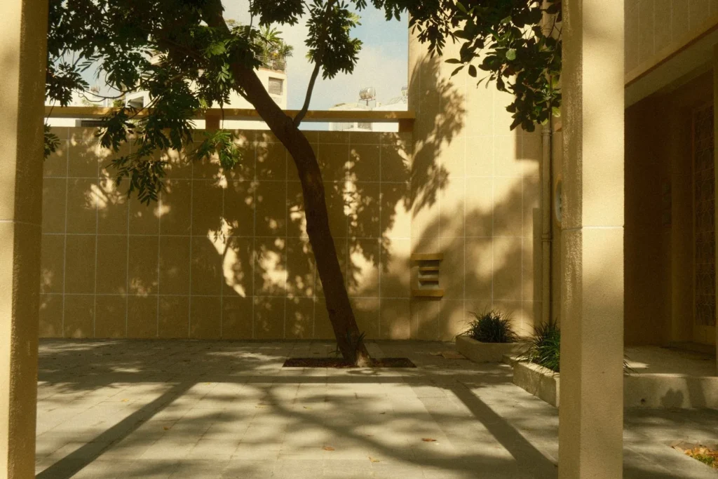 Tree shadow falling across a sunlit courtyard wall in the afternoon, the kind of shade pattern a sun study records