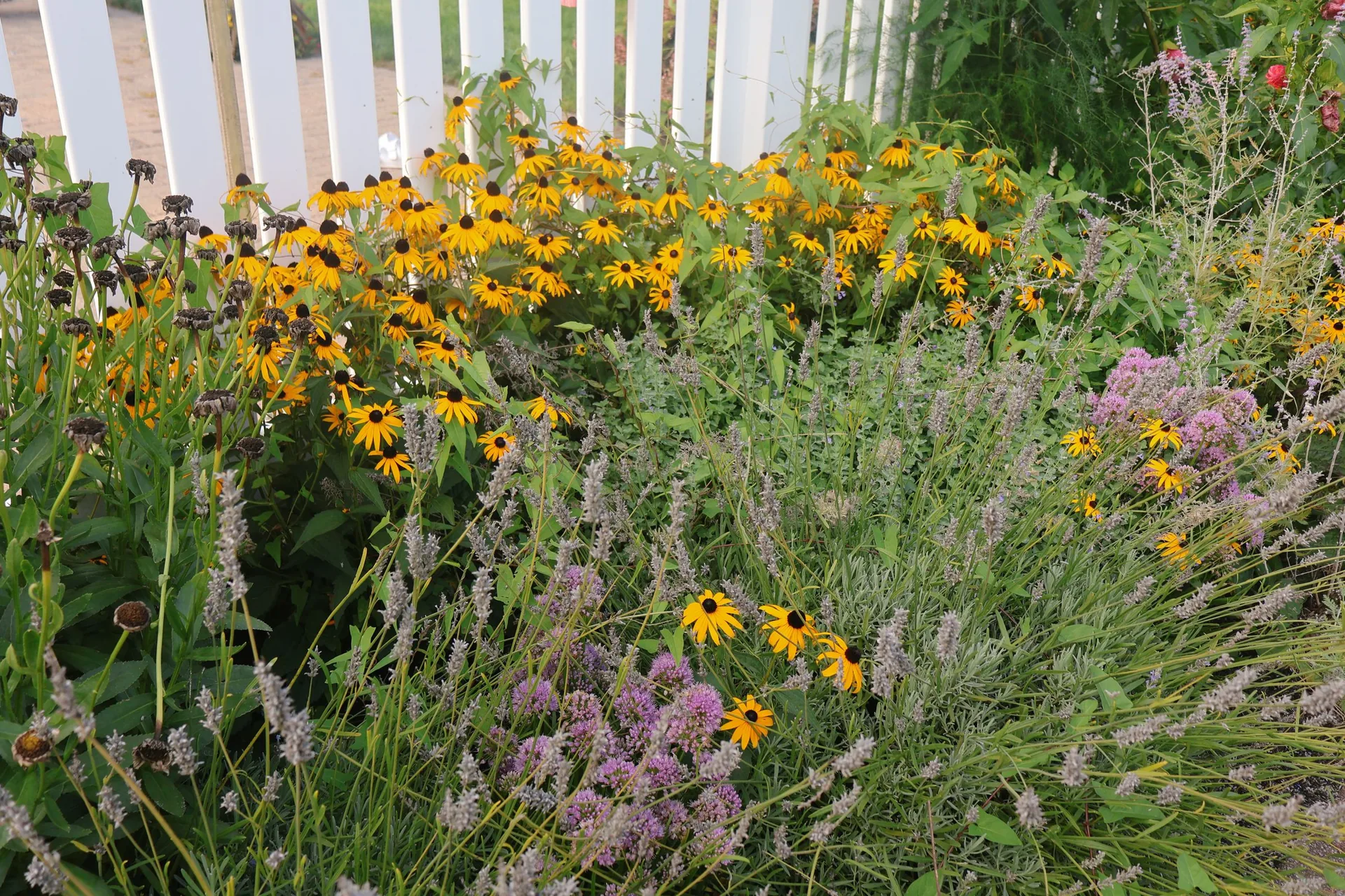 Perennial planting of black-eyed Susans, lavender and alliums mixed in a loose summer border