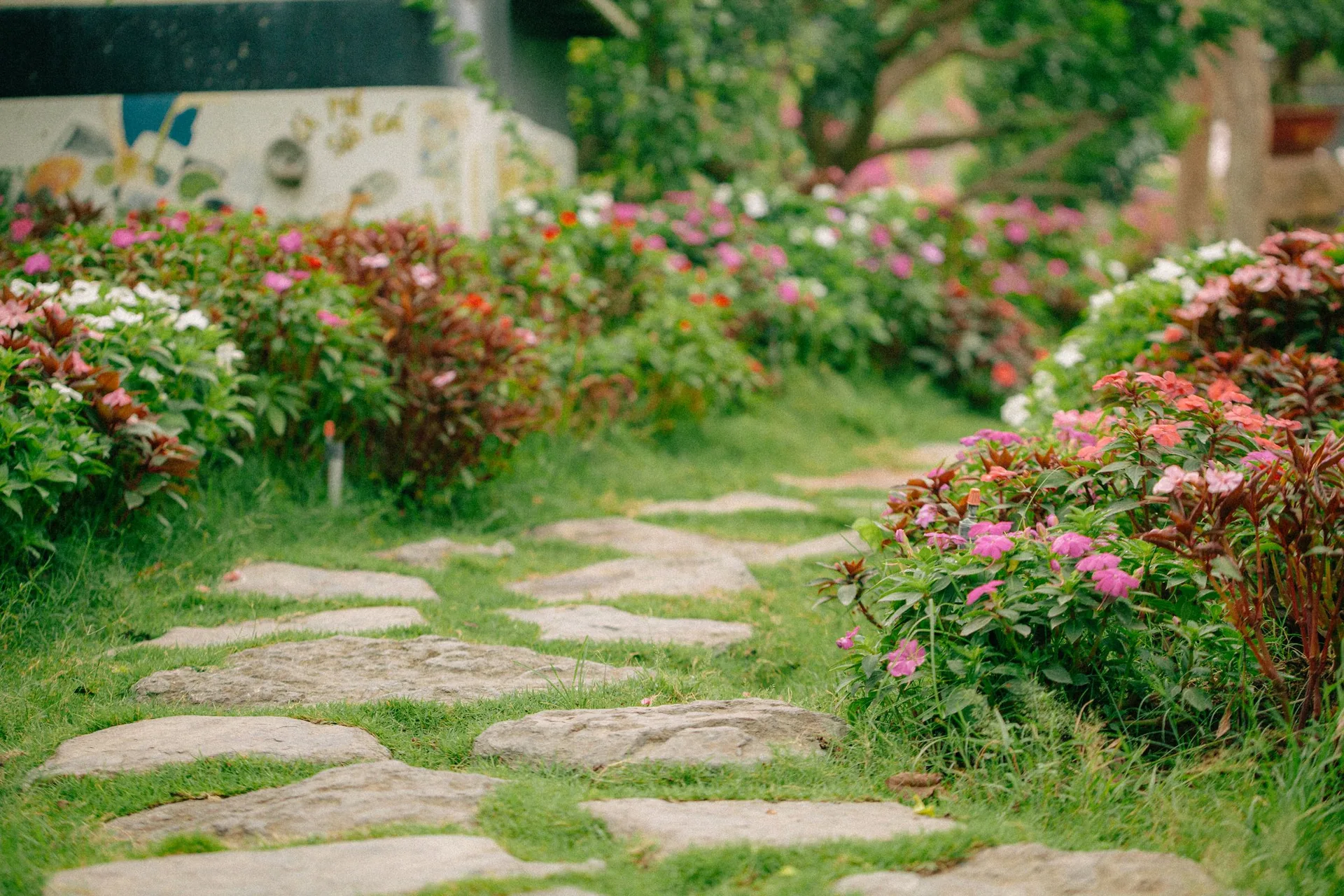 Stepping stone path through a lawn edged with pink and red flowering shrubs in a planted garden