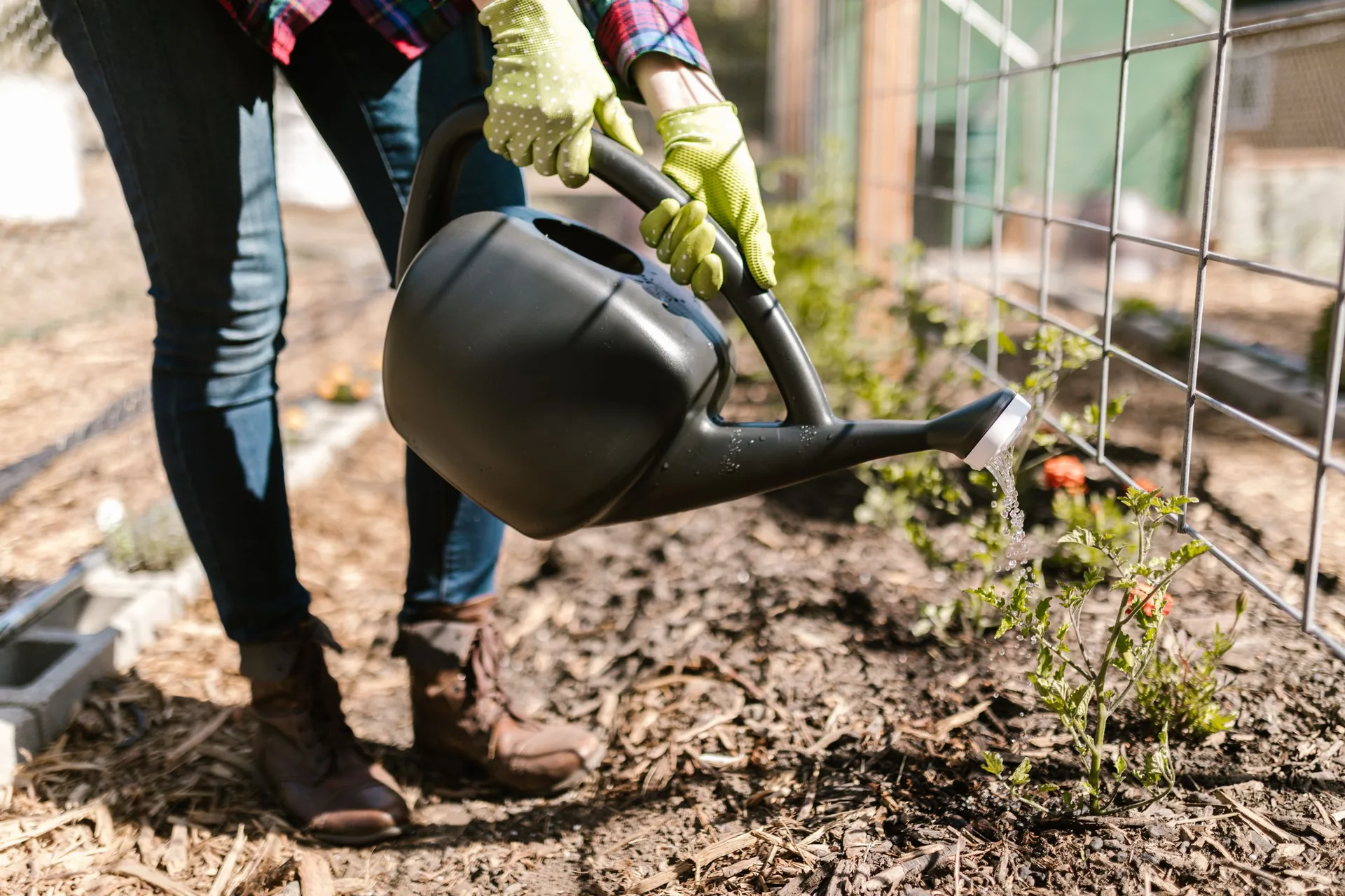 Gardener in gloves watering young vegetable plants with a watering can over a mulched bed
