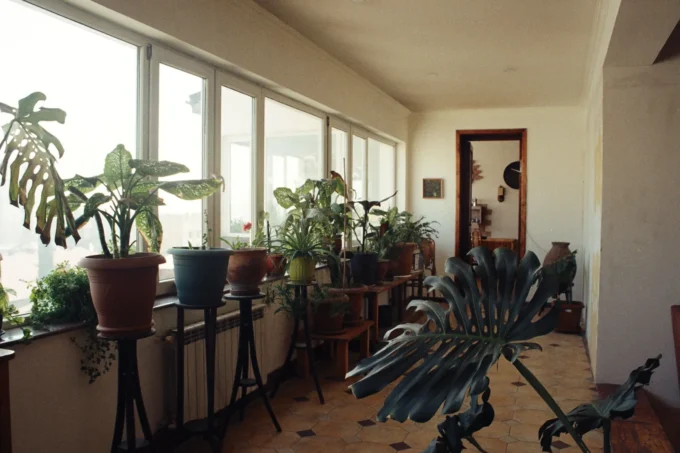 Indoor Plants: How to Add Greenery to Your Decor