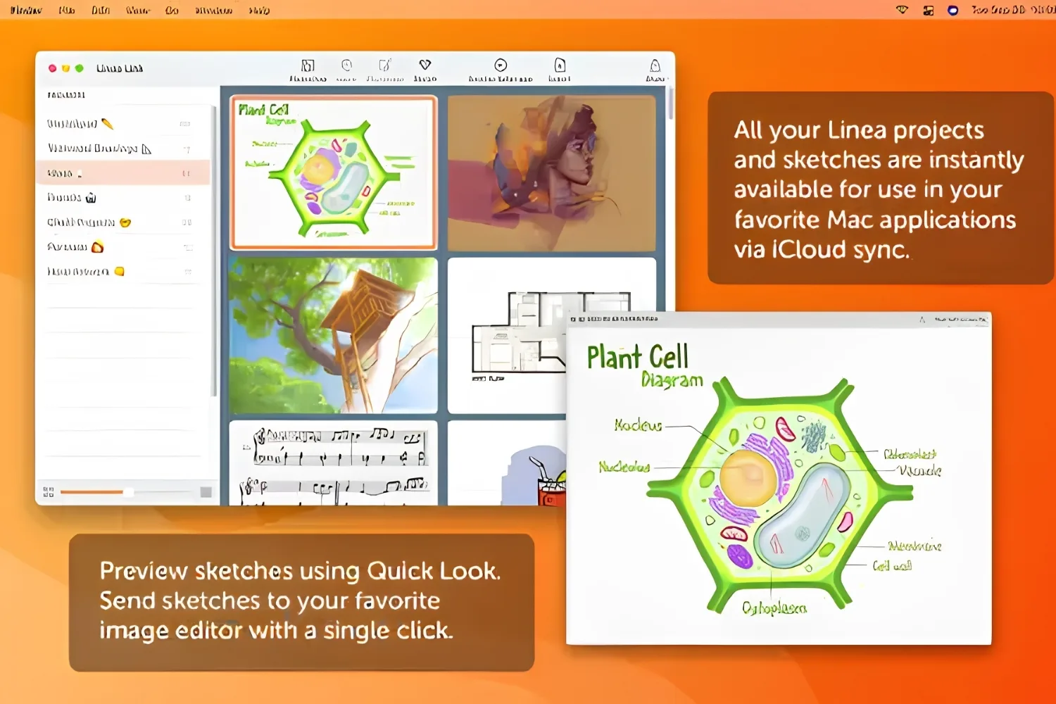Linea Link Mac window with synced sketch thumbnails and a Quick Look preview of a plant cell diagram