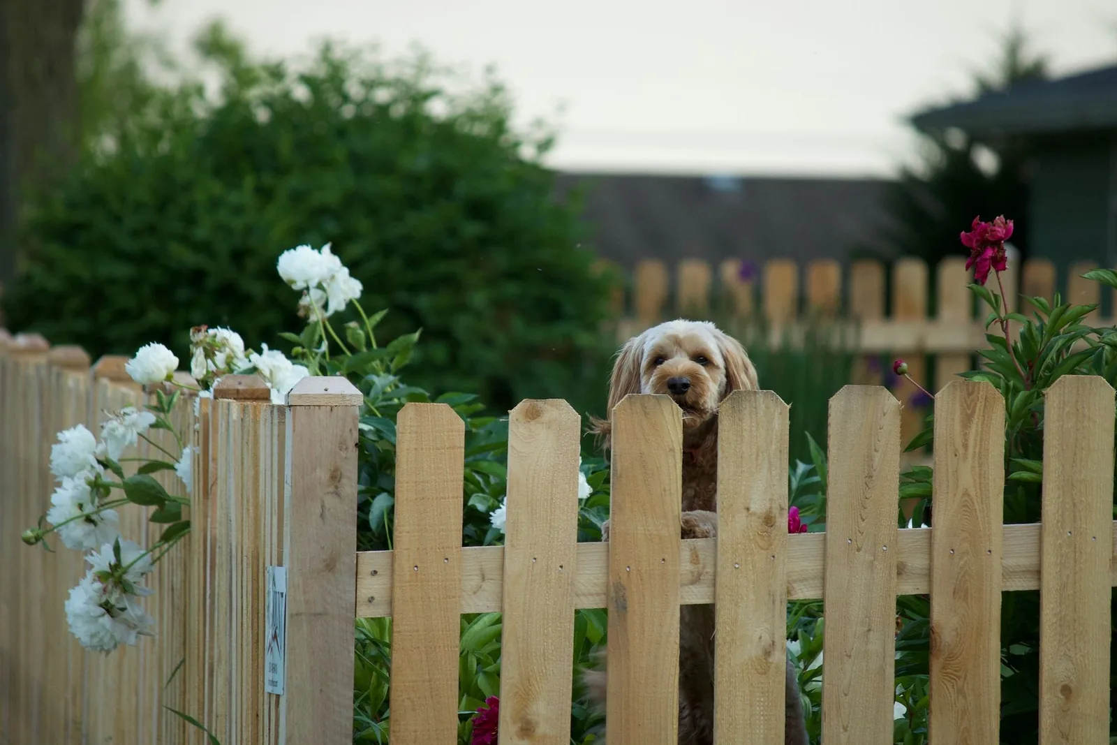 Designing Home Exteriors with Animals in Mind: 4 Functional and Aesthetic Solutions