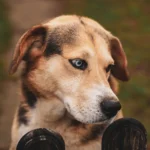 How to Keep Your Pets Safe with the Right Fence in Washington