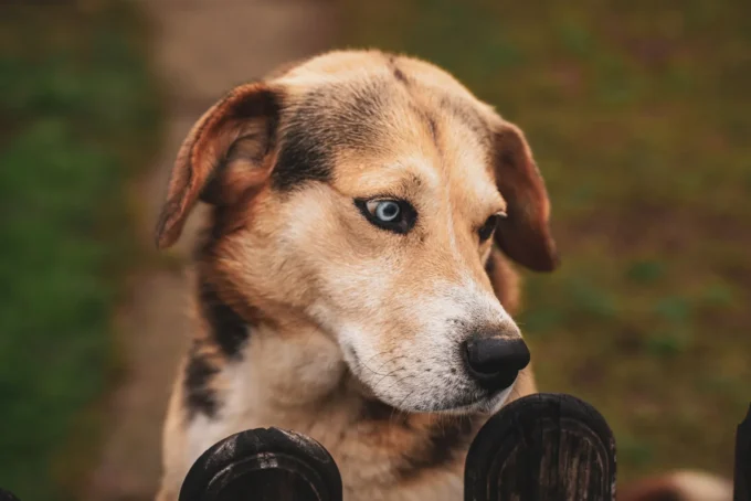 How to Keep Your Pets Safe with the Right Fence in Washington