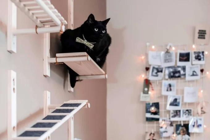 Tips For Integrating Cat-friendly Features Into Your Interior Design