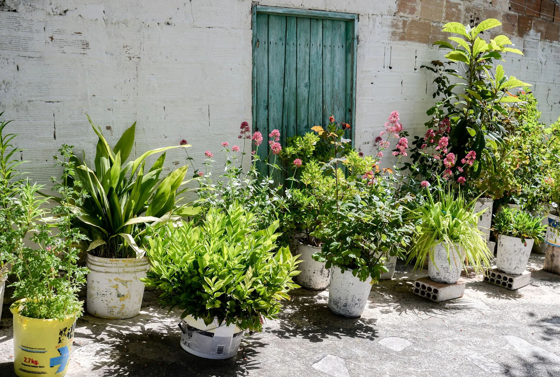Potted plants and flowering shrubs in buckets lined up on paving against a whitewashed wall with a teal wooden door