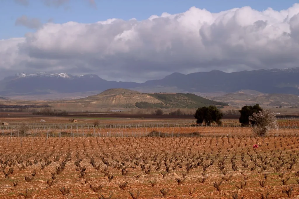 Bare winter vineyard rows stretching across a plain toward distant mountains under heavy clouds