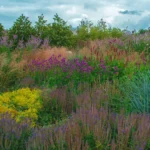 Create Sustainable Landscapes With These Thoughtful Design Ideas