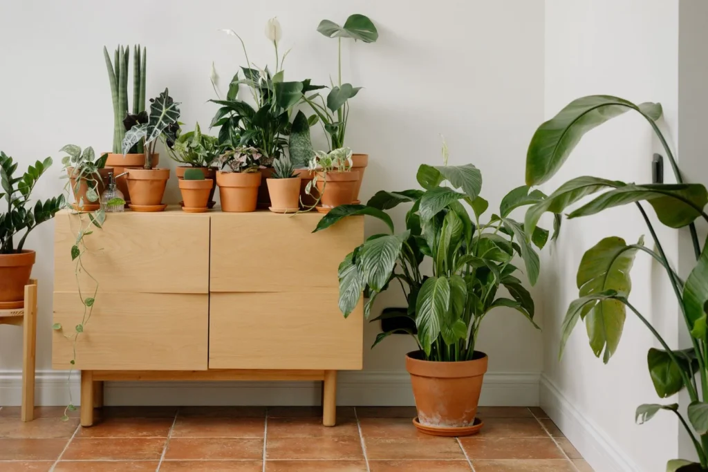 Collection of potted houseplants in terracotta pots arranged on a light wood sideboard