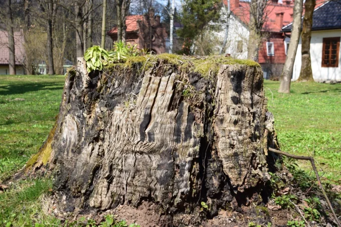 Why Removing Old Stumps Can Boost Your Property’s Value