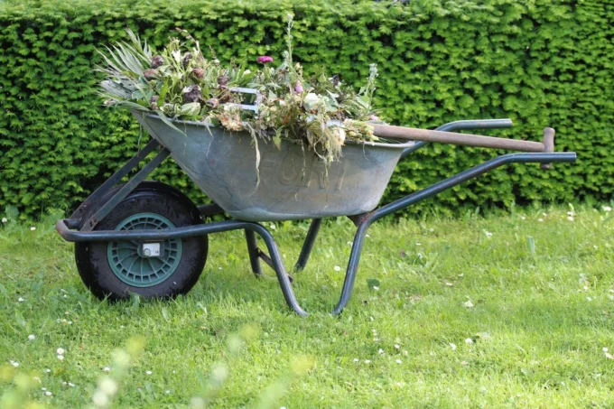 Effective Solutions to Keep Your Yard Free of Weeds